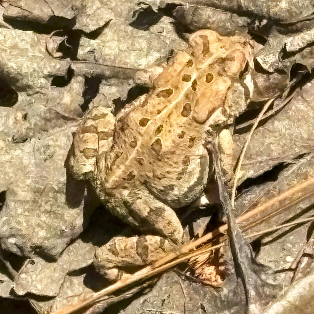 Frog on Forest&nbsp;Road