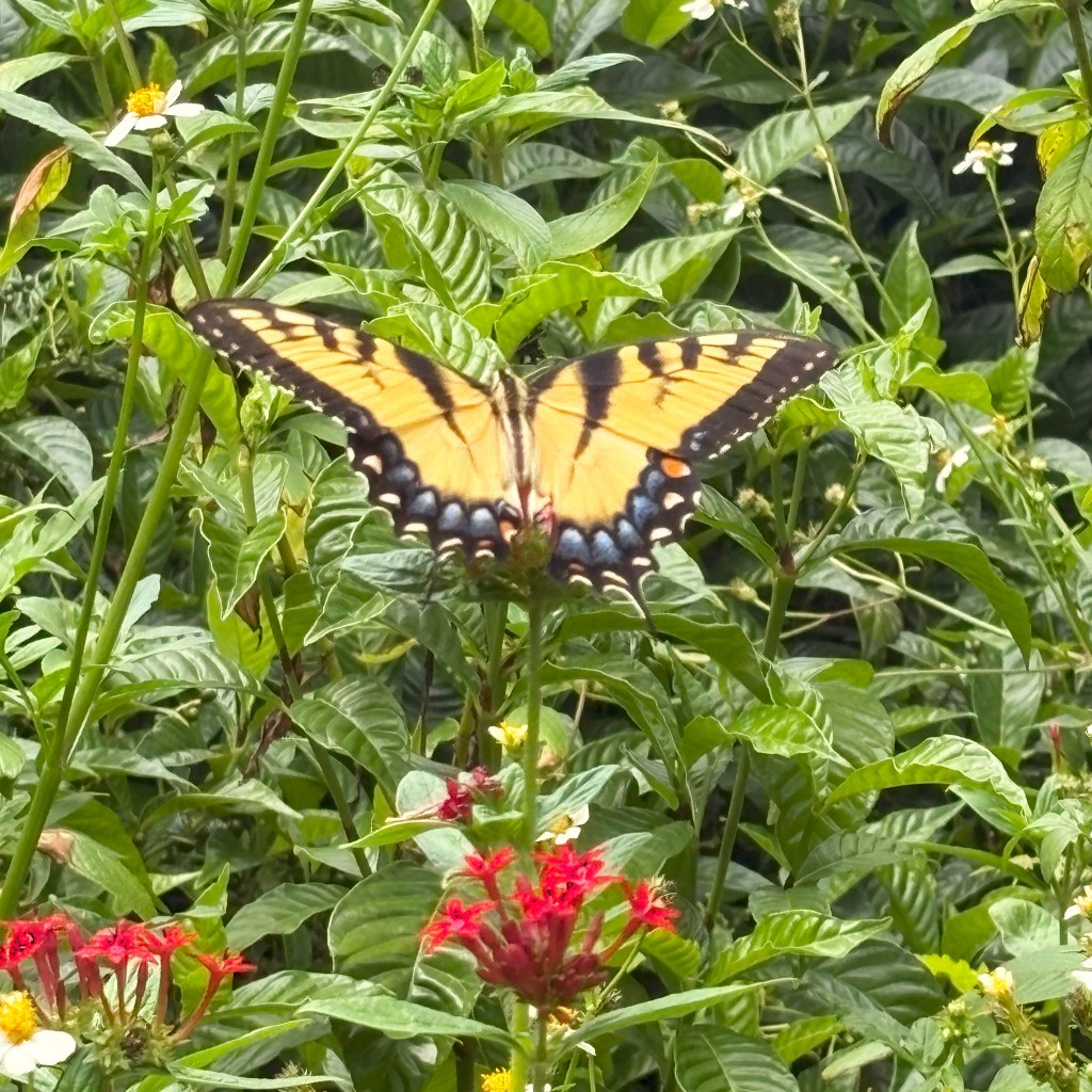 Nunan Butterfly Garden. Mount Dora,&nbsp;FL