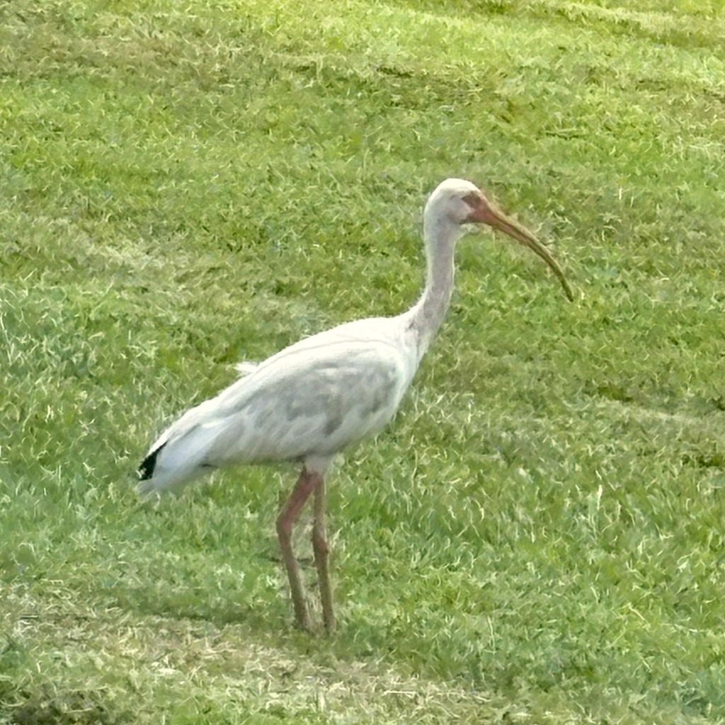 Wooton Park. Tavares,&nbsp;FL