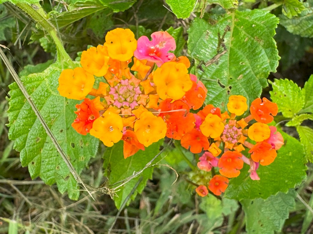 Pine Meadows Conservation Area. Eustis,&nbsp;FL