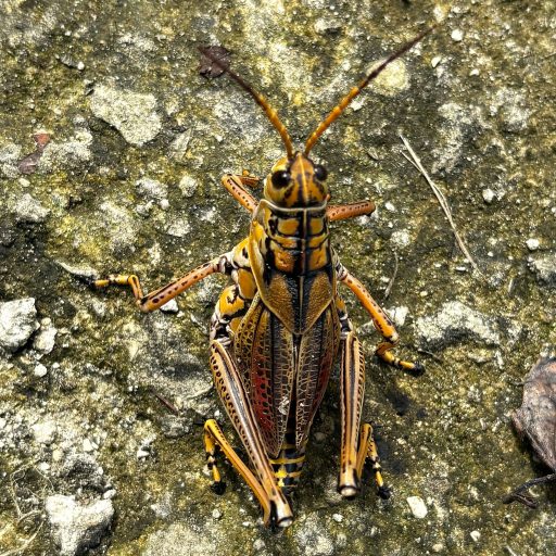 R.A.Walker Photography